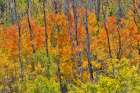 USA, Utah. Wasatch Mountains Aspen in fall color along Highway 39 Art Print